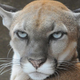 An unimpressed cougar reacts to the news.